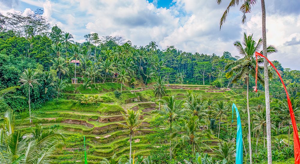 Bali, Indonesia. Umbul-Umbul, tail of the dragon. Buddhist flags flying over rice terrace and palms